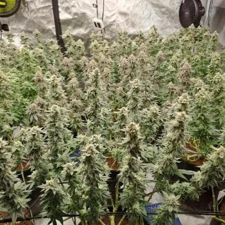 High Quality/Yield SCROG Grow