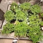 9×22L Fabric High Yield SCROG Grow