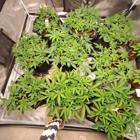 9×22L Fabric High Yield SCROG Grow