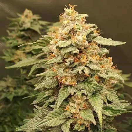 High Quality/Yield SCROG Grow