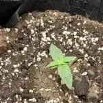 Royal Bluematic Auto grrrrrrrrraaaa