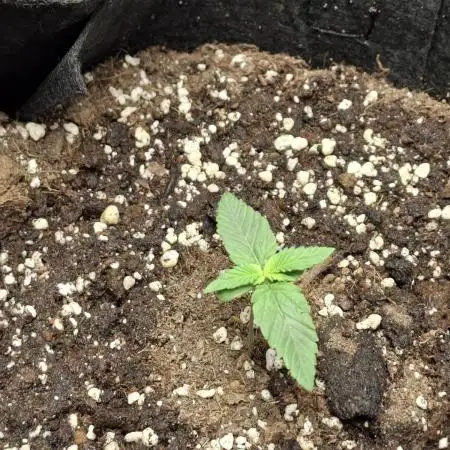 Royal Bluematic Auto grrrrrrrrraaaa