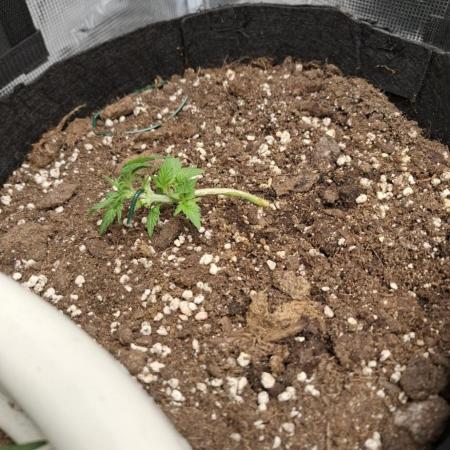 Royal Bluematic Auto grrrrrrrrraaaa