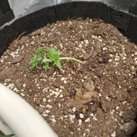 Royal Bluematic Auto grrrrrrrrraaaa