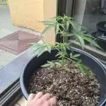 Silence ça pousse (first grow)