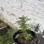 Silence ça pousse (first grow)