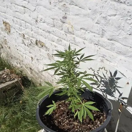 Silence ça pousse (first grow)