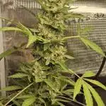 Silence ça pousse (first grow)