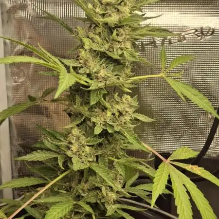 Silence ça pousse (first grow)