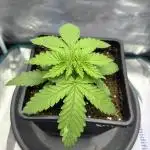 #7 – Blue Dream (First Photoperiodic)