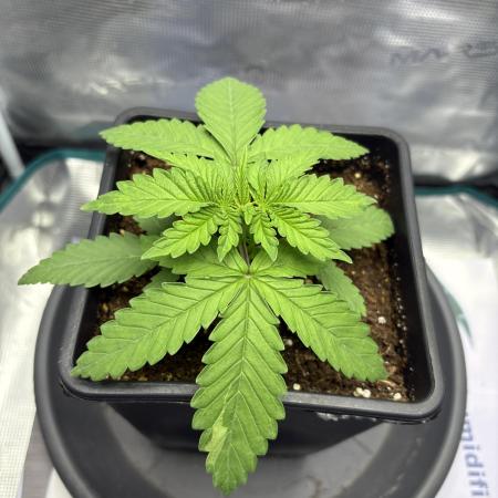 #7 – Blue Dream (First Photoperiodic)