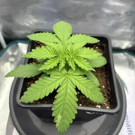 #7 – Blue Dream (First Photoperiodic)
