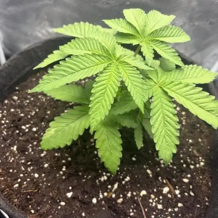 #7 – Blue Dream (First Photoperiodic)