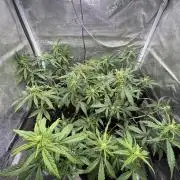 #8 – Gorilla Cookies Auto