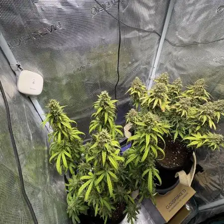 #5 - Northern Lights & Jack Herer