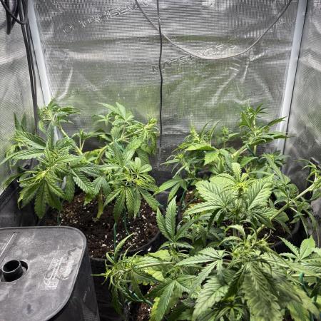 #8 – Gorilla Cookies Auto