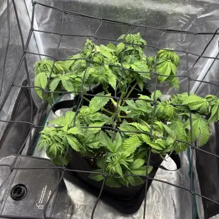 #7 – Blue Dream (First Photoperiodic)
