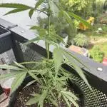#6 - Berliner Summer: Milky Way F1 Auto