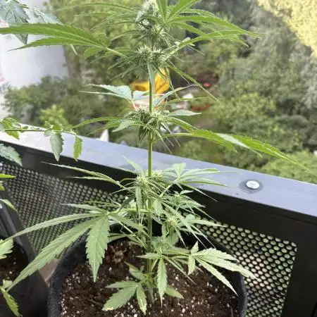 #6 - Berliner Summer: Milky Way F1 Auto