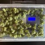 #6 - Berliner Summer: Milky Way F1 Auto