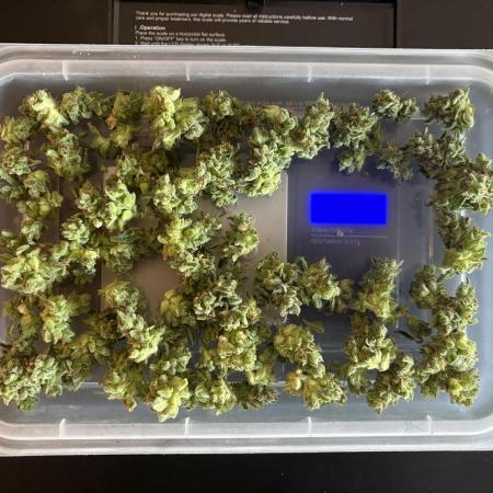 #6 - Berliner Summer: Milky Way F1 Auto
