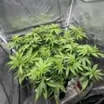 #7 – Blue Dream (First Photoperiodic)