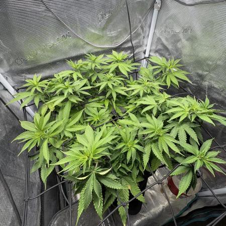 #7 – Blue Dream (First Photoperiodic)