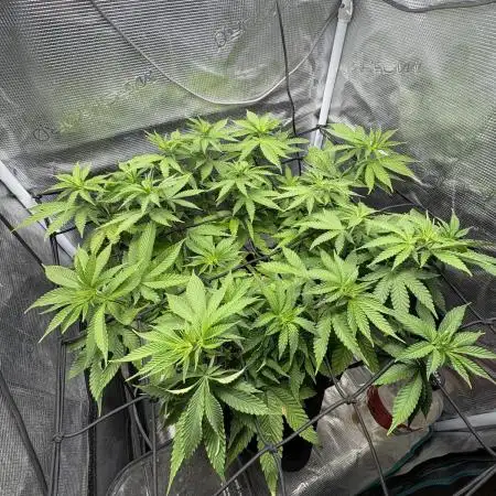 #7 – Blue Dream (First Photoperiodic)