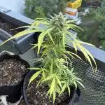 #6 - Berliner Summer: Milky Way F1 Auto