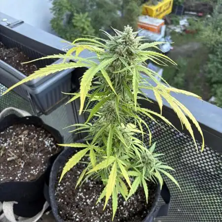 #6 - Berliner Summer: Milky Way F1 Auto