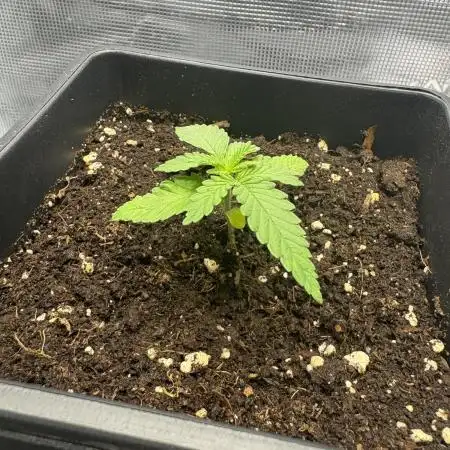 #7 – First Photoperiodic: Blue Dream