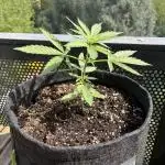 #6 - Berliner Summer: Milky Way F1 Auto