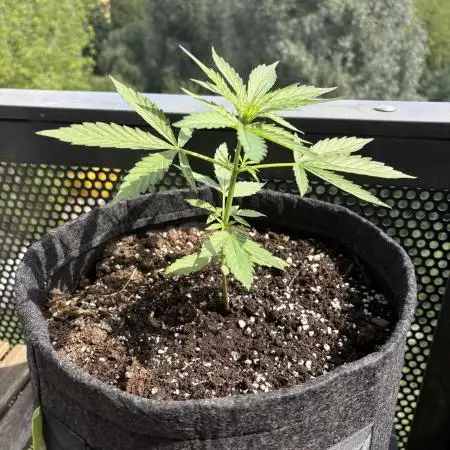 #6 - Berliner Summer: Milky Way F1 Auto