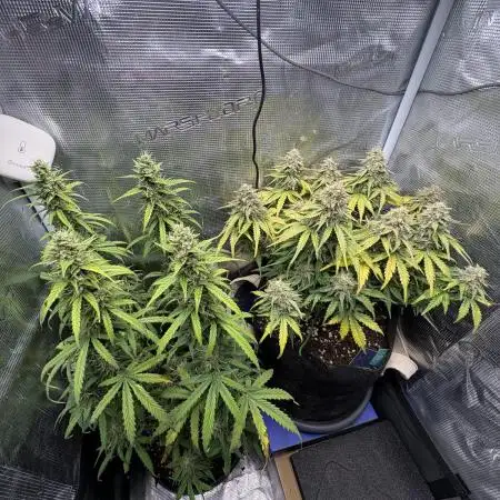 #5 - Northern Lights & Jack Herer