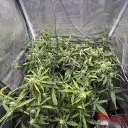 #8 – Gorilla Cookies Auto