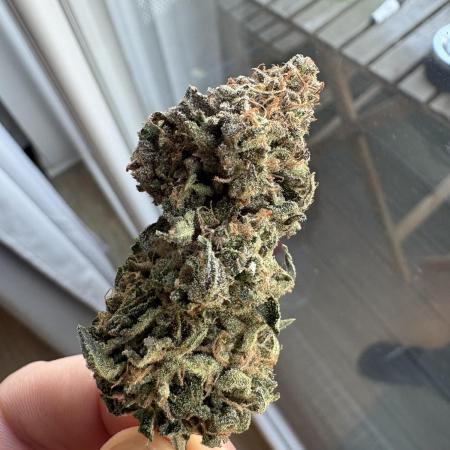 #7 – Blue Dream (First Photoperiodic)