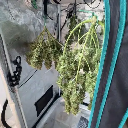 #5 - Northern Lights & Jack Herer