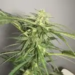 #6 - Berliner Summer: Milky Way F1 Auto