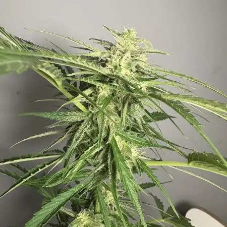 #6 - Berliner Summer: Milky Way F1 Auto