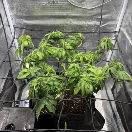 #7 – Blue Dream (First Photoperiodic)