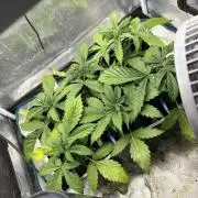 #7 – Gorilla Cookies Auto