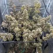 #8 – Gorilla Cookies Auto