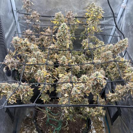 #8 – Gorilla Cookies Auto