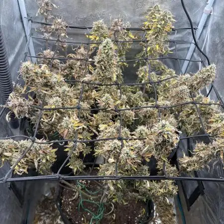 #8 – Gorilla Cookies Auto