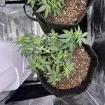First Grow