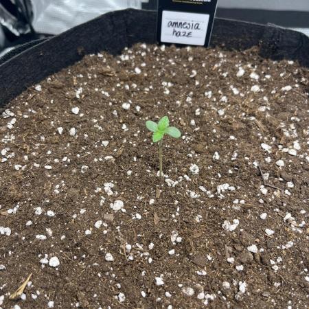 First Grow