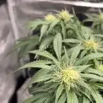 First Grow