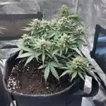 First Grow