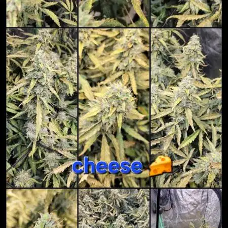 Dan's grow adventures