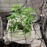 Dan's adventures in growing